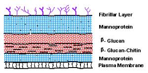 beta glucan